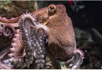 Ученые оценили биомассу мирового океана. Стрекозы показывают уровень загрязнения ртутью в водоемах, выяснили ученые