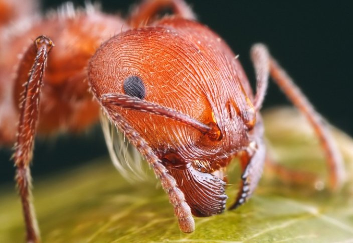 Пчёлы и муравьи помогут понять причины самоубийств среди людей