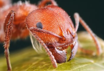 Пчёлы и муравьи помогут понять причины самоубийств среди людей