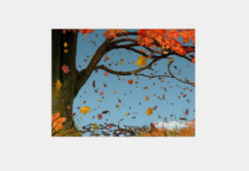 Откуда берется кислород зимой? Ведь деревья скидывают листву…