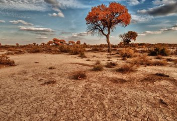 Призывающая ветер, или Чем уникальна реликтовая роща в "Алтын-Эмеле"