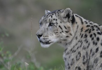 В Таджикистане ужесточили наказание за отстрел и ловлю снежного барса