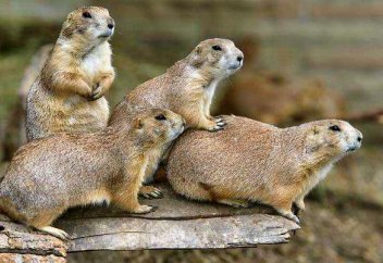 Суырдың еті харам ба?