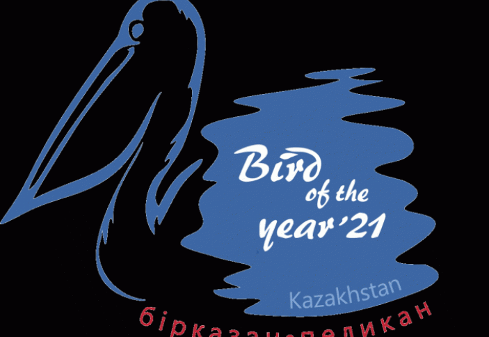 В Казахстане назвали птицу 2021 года. Самец с одной стороны, самка — с другой: найдена странная птица