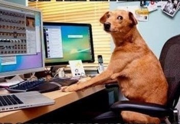 Ғаламторда сенің ит екеніңді ешкім білмейді...