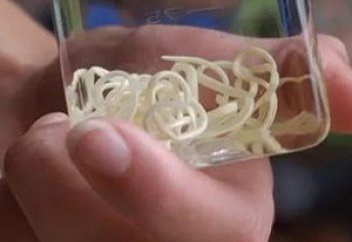 Паразиты манипулируют своими хозяевами