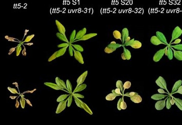 Өсімдіктің жарыққа деген зәрулігін жоятын тетік табылды