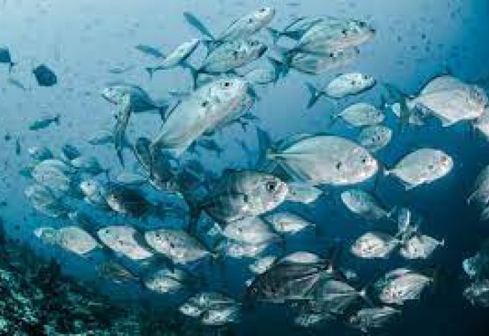 Разные: Исследование: изменение климата резко снизит потребление рыбы в десятках стран