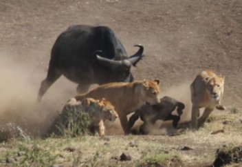 Бір топ арыстаннан бұзауын қорғап қалды (видео)