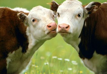 Правительство Англии «за» убой скота по Исламу