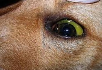 Жануарларға қарағанда адамдар жануарларға инфекциялық қауіпті көбірек төндіретін болып шықты