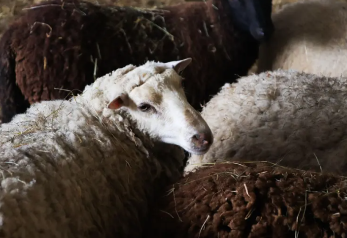 Бизнес на мобильных бойнях