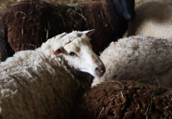 Бизнес на мобильных бойнях