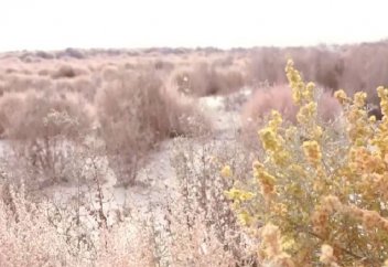 Как в Китае борются с разрастанием крупнейшей пустыни