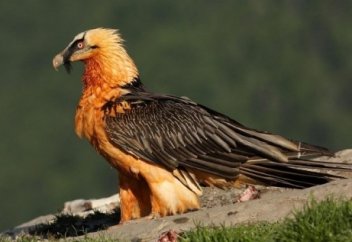 Сақалтай – таудағы тазалыққа жауап беретін құс