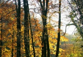 Алып ағаштар