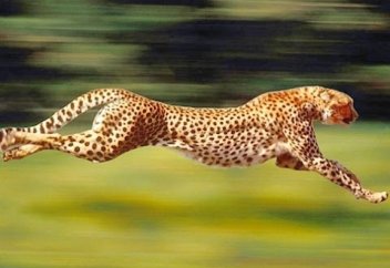 Қабыланнан да жылдам тіршілік иесі анықталды (фото+видео)