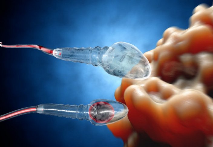 Сперматозоидтар өз бәсекелесін улайтын болып шықты