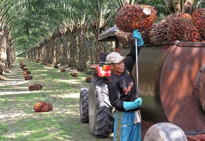 Индонезия может поставлять пальмовое масло на азиатский рынок