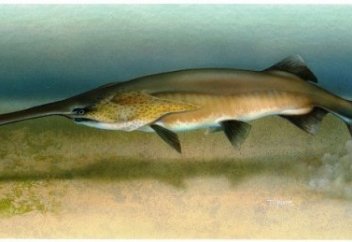 Экологтар дабыл қақты: Қытай тұтастай бір балықтың түрін жойып жіберді