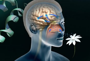 Иіс жадысы психикалық ауруларды емдеуге көмектеседі