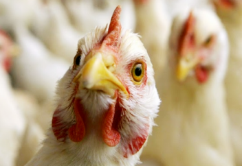 Иранда 25 млн үй құсын жойды