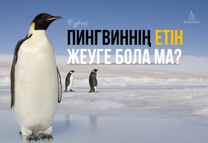 Пингвиннің еті адал ма?