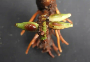 Жер астында өсіп-өніп, жеміс беретін палма ағашының жаңа түрі табылды