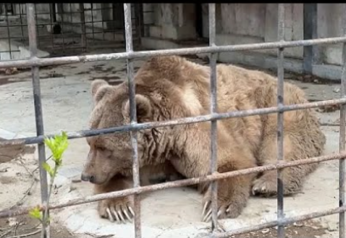 Корея аюдың өтін өндіруге тыйым салды