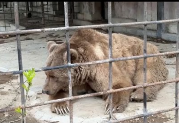 Корея аюдың өтін өндіруге тыйым салды