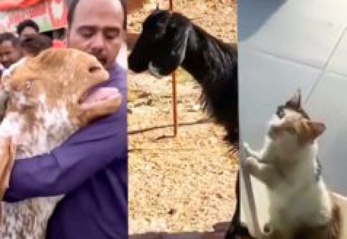 Плачущая овца, сбежавшая коза и суперкошка прячущаяся от жары