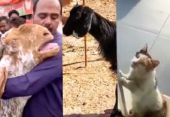 Плачущая овца, сбежавшая коза и суперкошка прячущаяся от жары