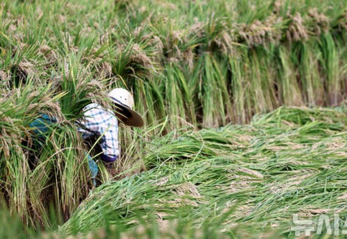 Қытай ғалымдары әлемдегі күріш астығын екі есе арттыратын сортын шығарды
