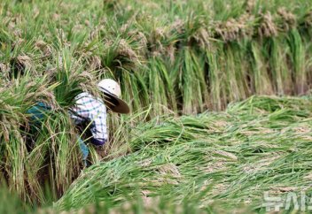 Қытай ғалымдары әлемдегі күріш астығын екі есе арттыратын сортын шығарды