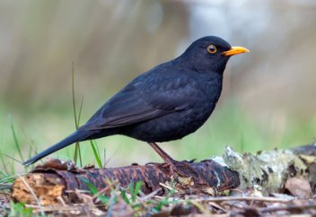 Зафиксировано начало массового вымирания