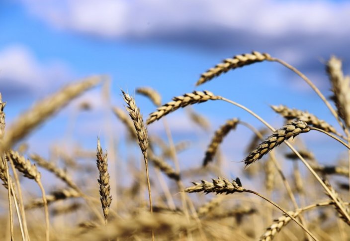 Өзінен тыңайтқыш бөлетін бидай түрі шығарылды