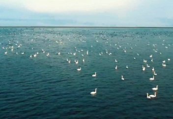 Автор ролика с фламинго на Караколе снял новое видео