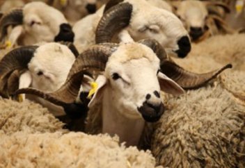 Министр сельского хозяйства Марокко подчеркивает единство усилий по поддержке животноводов и созданию устойчивого сельского хозяйства