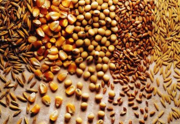 Қазақстандағы тұқым сататын ТОП-50 компания