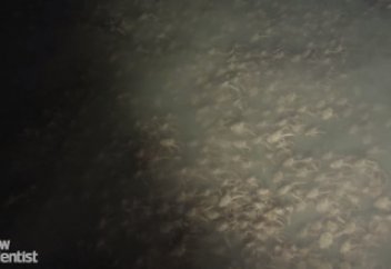 Тынық мұхит түбіндегі қорқынышты көріністер (ВИДЕО)