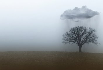 Ағаш неғұрлым көп отырғызылса, жаңбырдың да соғұрлым көбірек жауатыны белгілі болды