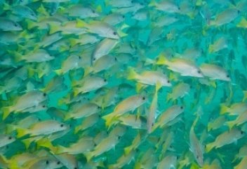 Исследование: переубедить группу людей проще по одному, чем всех сразу