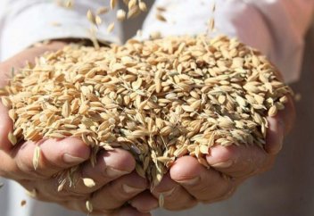 "Сыр сұлуы". Күріштің жаңа сорты өндіріске енгізілді