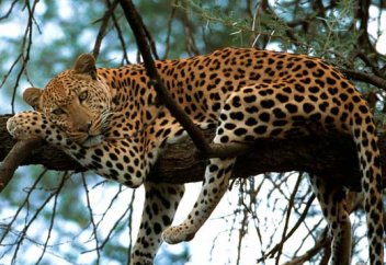 Араб леопардтарына жойылу қаупі төніп тұр