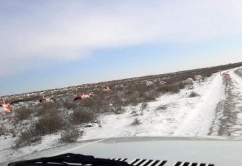 В Мангистау сфотографировали замерзающих фламинго (фото+видео)