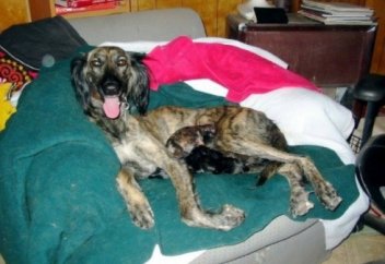 «Ибалы келіндей»  имене кірген арсыздық, "сарықарын бәйбішедей" майысып төрімізге шықты