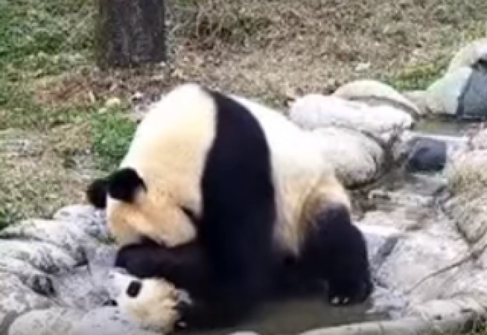 Жануарлар әлемі: Аналық панда қонжығын қиындықпен шомылдырды (ВИДЕО)