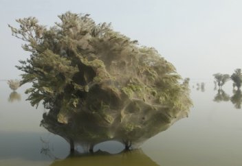 Фото дня: как пауки спасают Пакистан