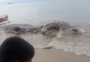 Неизвестного морского монстра прибило к побережью Филиппин (фото+видео)