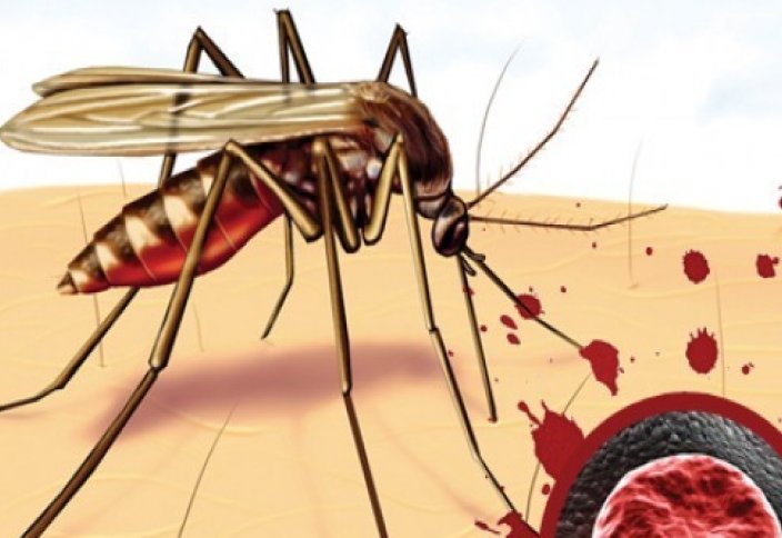 Ученый развеял миф об опасности малярийных комаров. Сотни тысяч человек умирают от малярии каждый год. Почему ее не удается победить?